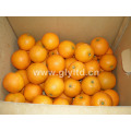 Bonne qualité Fresh Sweet Navel Orange